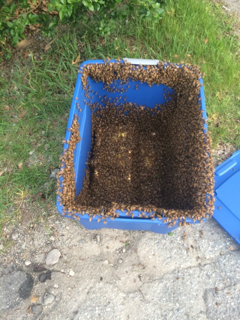 Here we are in the process of Retrieving and Transporting the Honey Bee swarm.